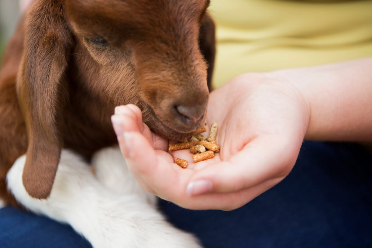 10 Best Feed Types for Goat Weight Gain