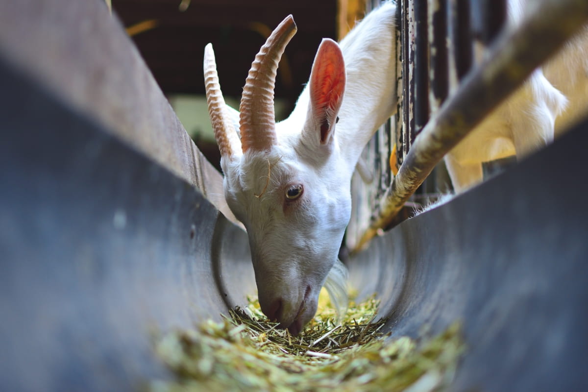 Goat at Farm