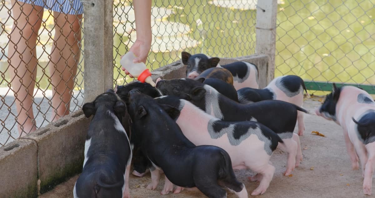 Little Pigs at Farm