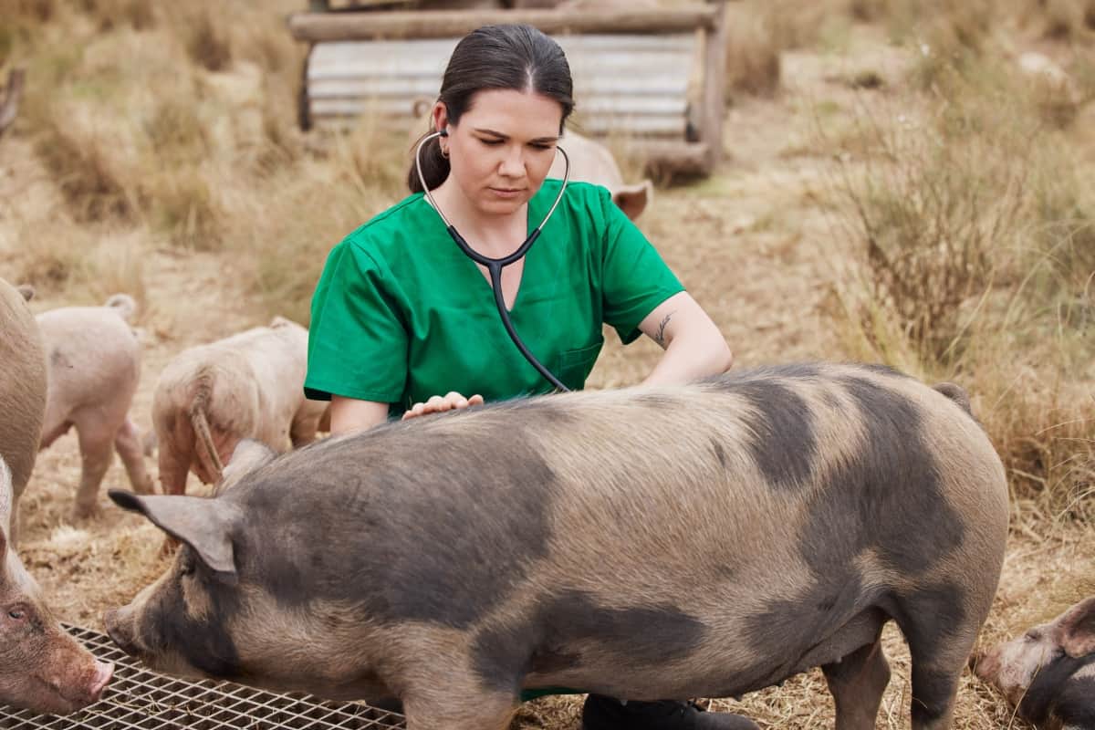 Veterinarian on A Farm with Pigs