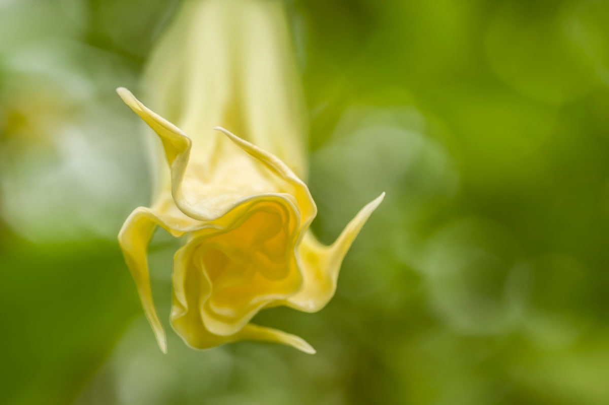10 Reasons Why Your Angel Trumpet is Not Blooming