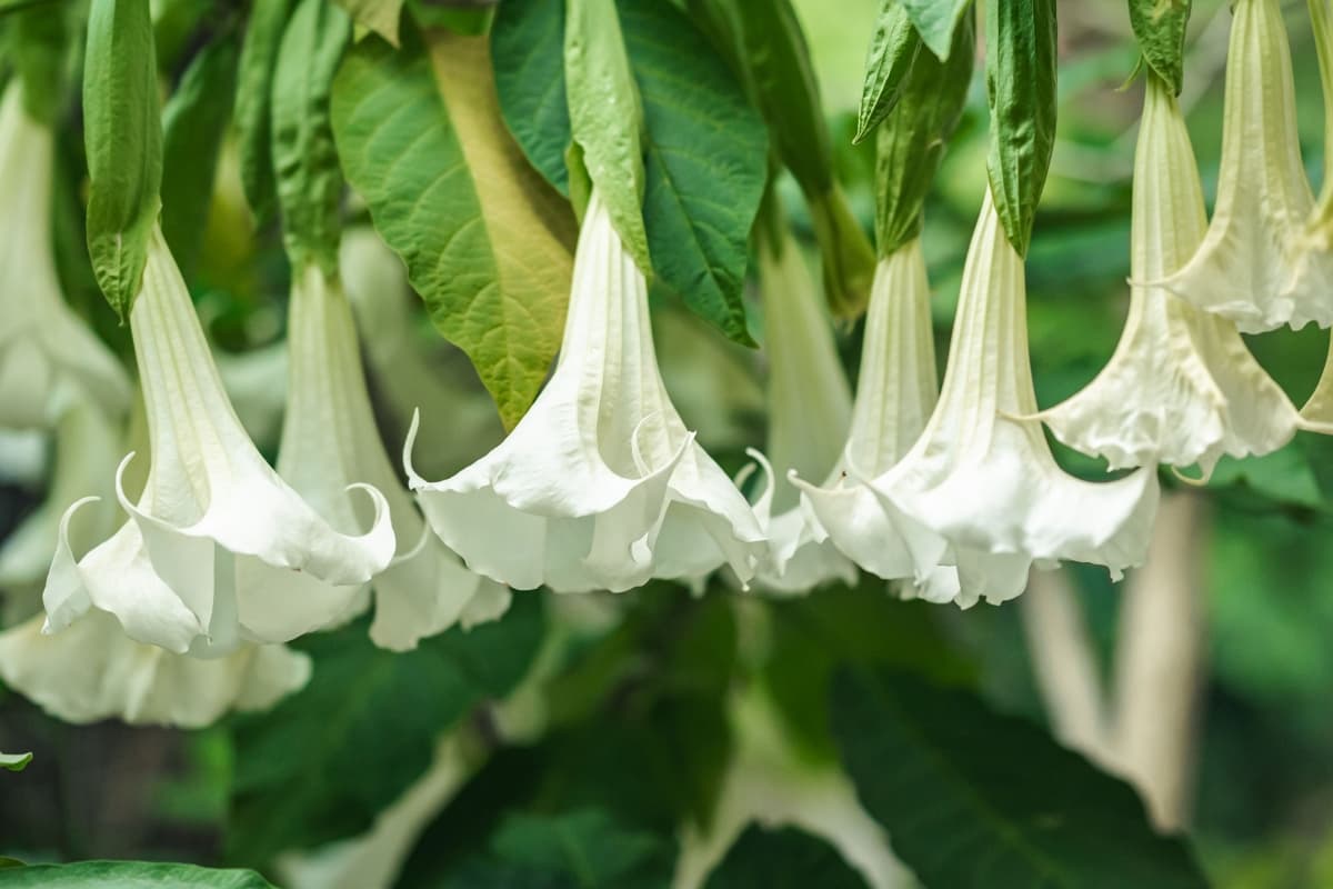 White Angel Trumpet Flowers Hanging Down
