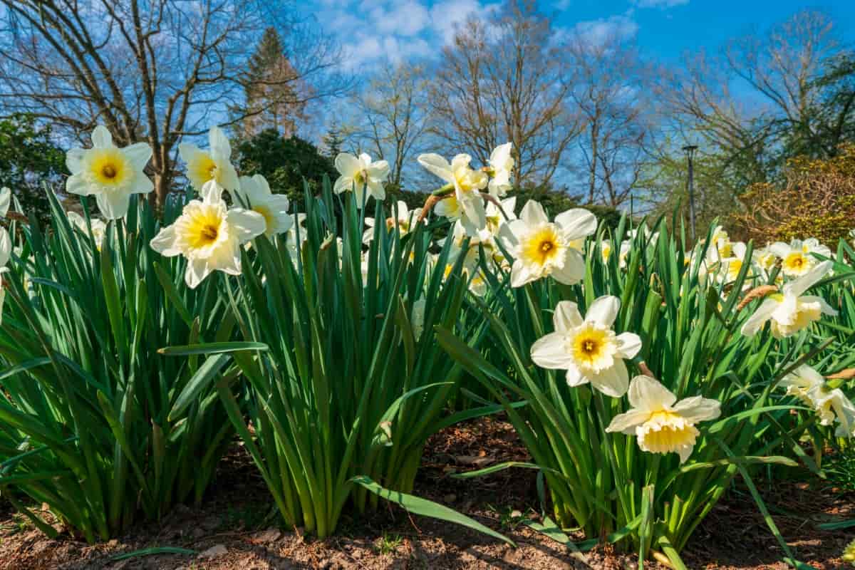10 Reasons Why Your Daffodils Not Flowering