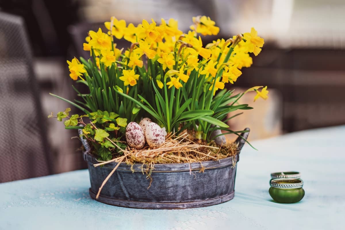 Daffodils in Pot 