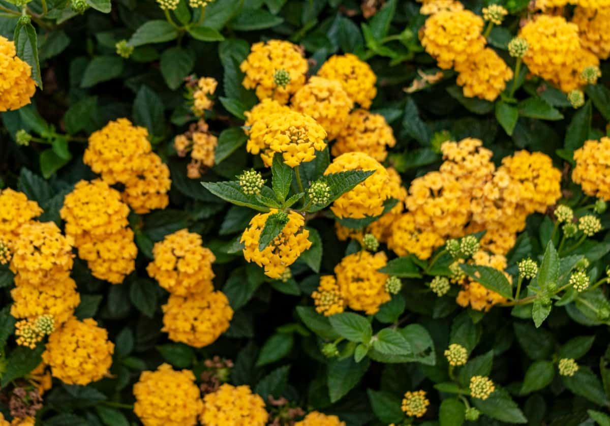 10 Reasons Why Your Lantana is Not Blooming