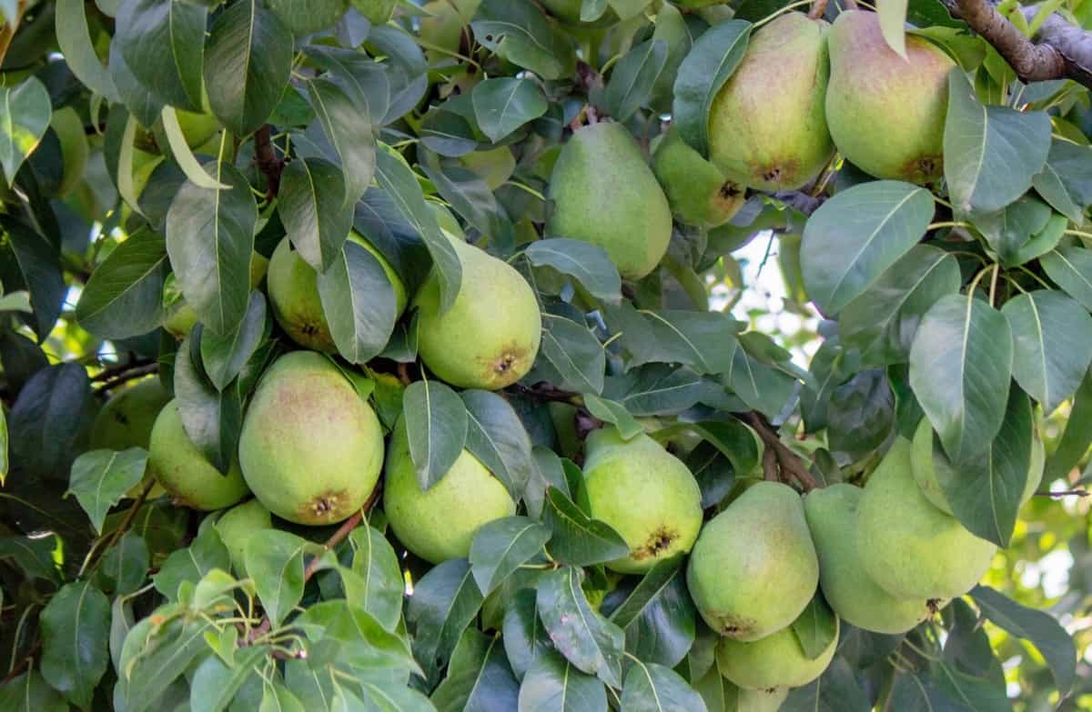 Pears grow in an orchard