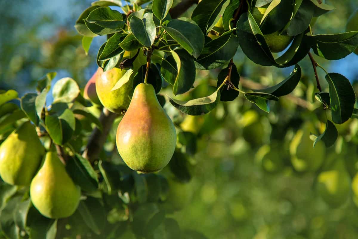 Pears ready to harvest