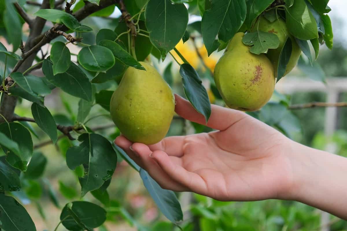 Fruit Cracking in Pears