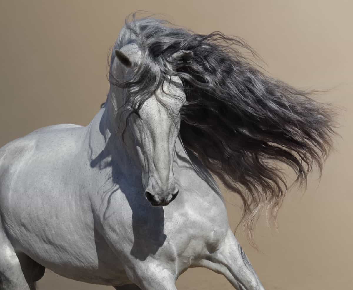 white Andalusian horse with long mane flutters