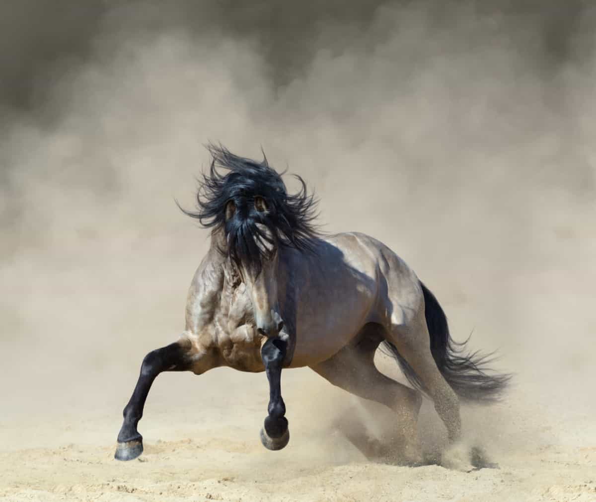 Golden dun Purebred Andalusian horse