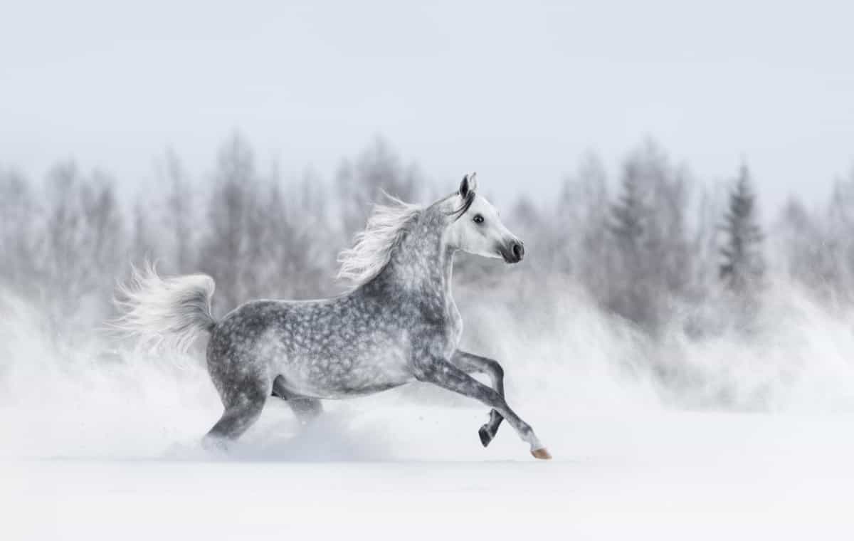 Purebred grey arabian horse