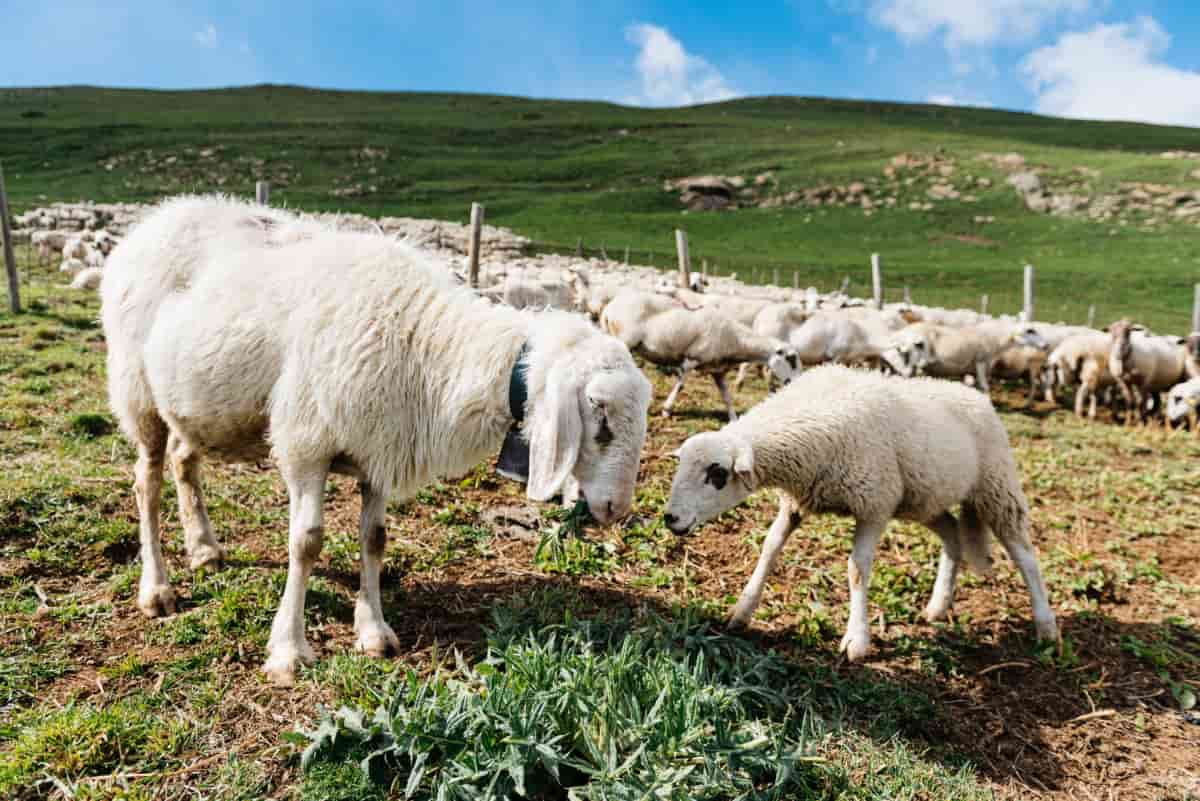 Sheep and Lamb Grazing