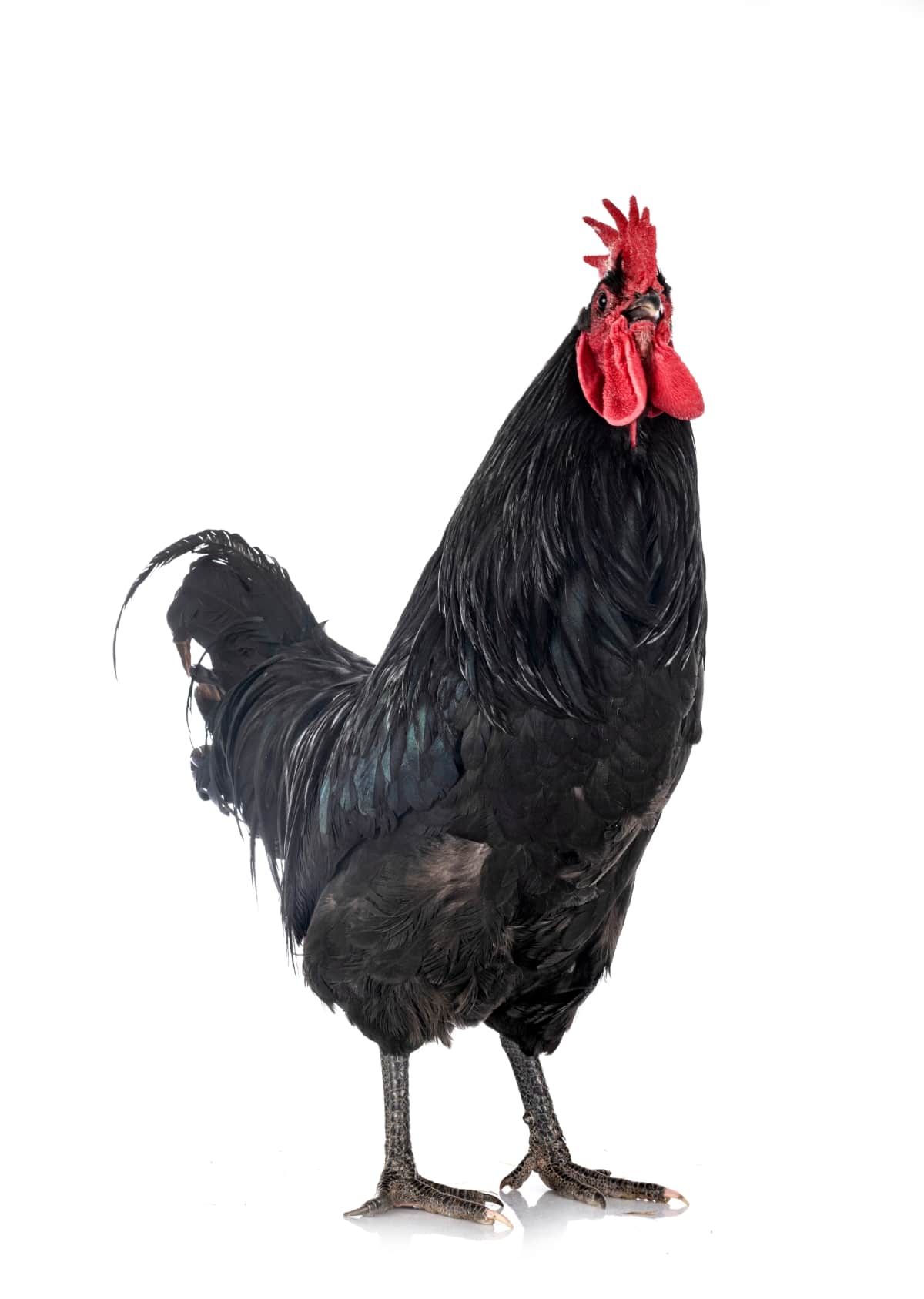 Indonesia's Prestigious Heritage Chicken Breed
