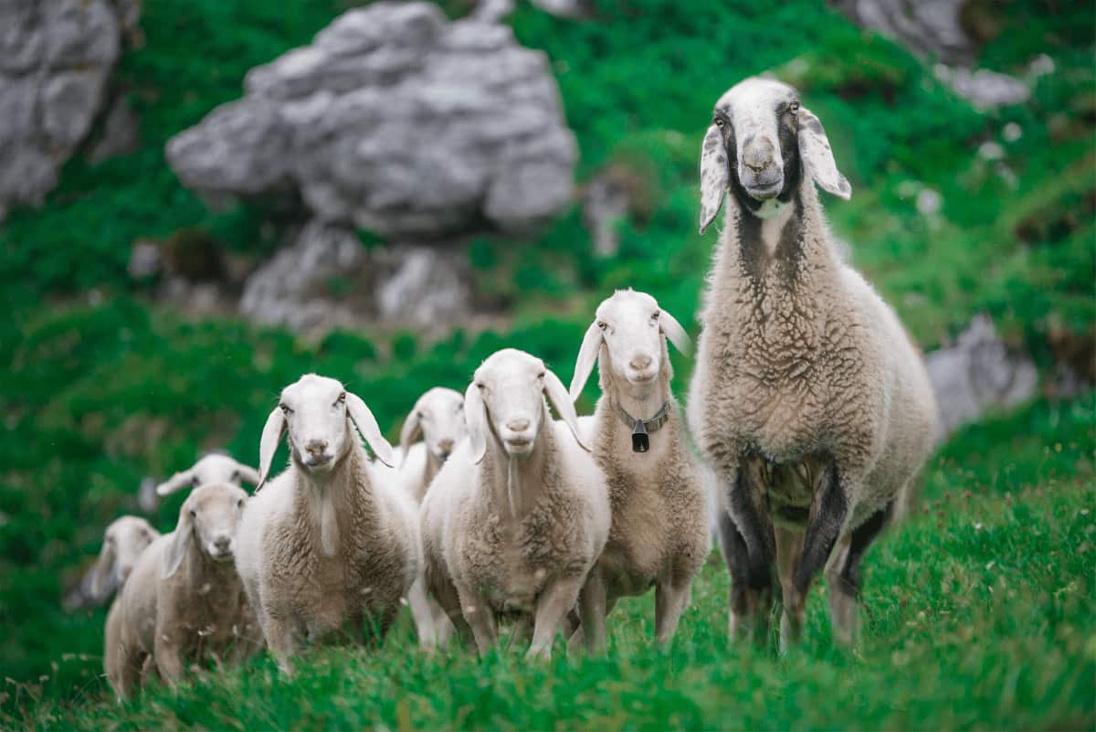 Bergamasca Sheep