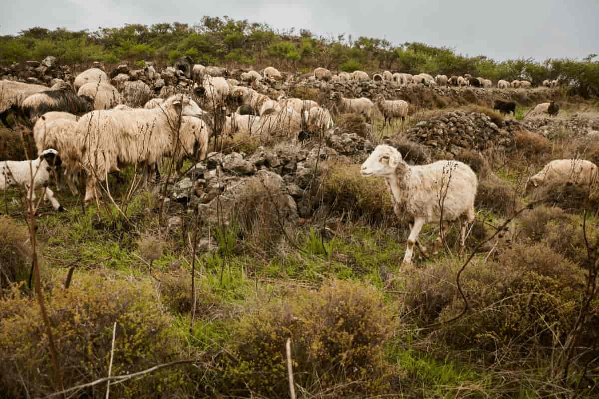 Sheep on Mountains