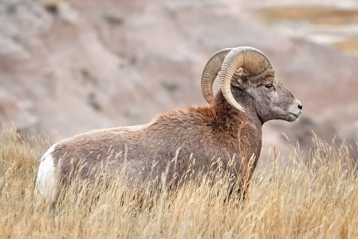 Bighorn Sheep with Large Curving Horns 