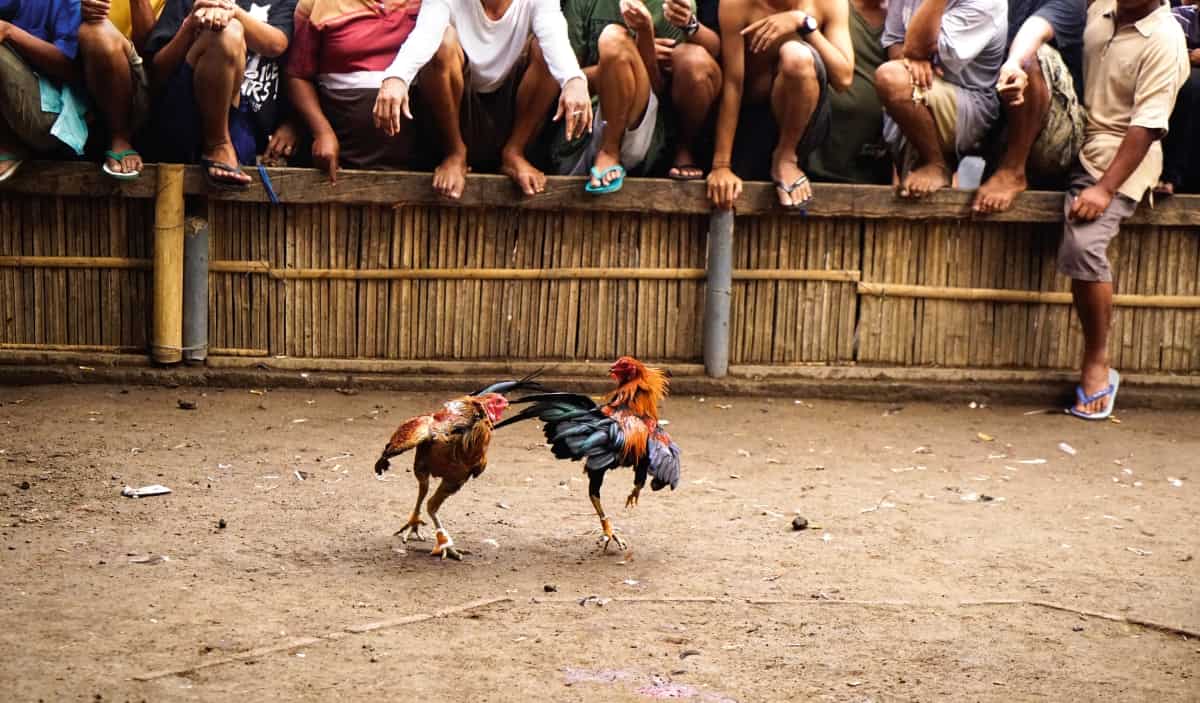 Roosters Having a Cockfight