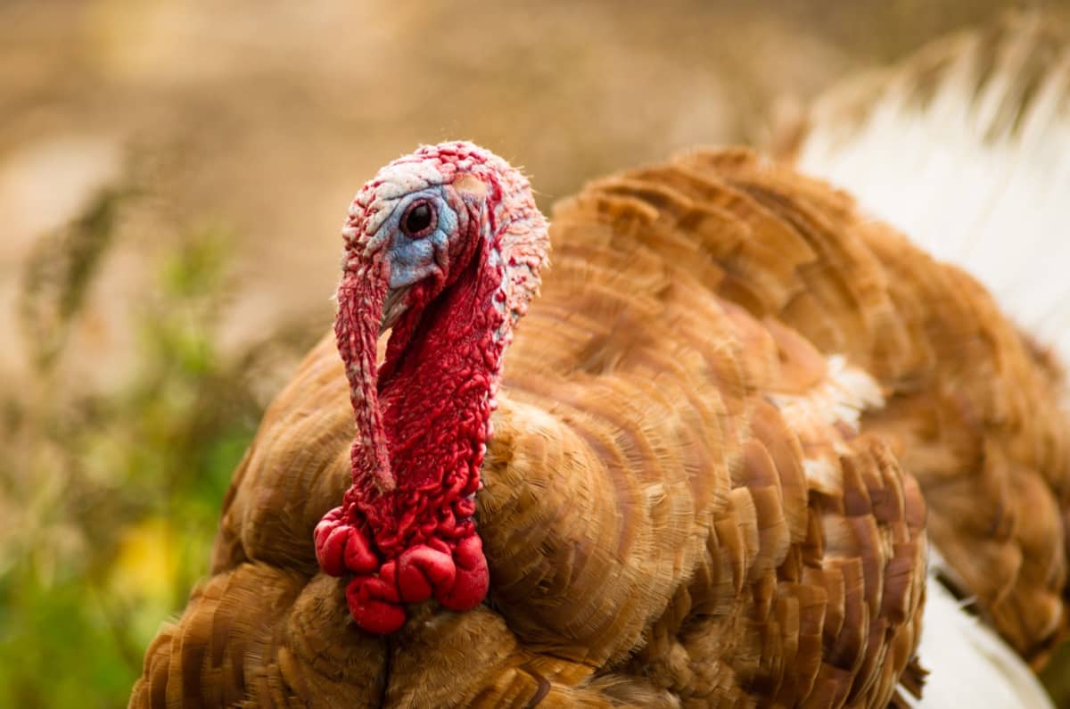 Bourbon Red Turkey