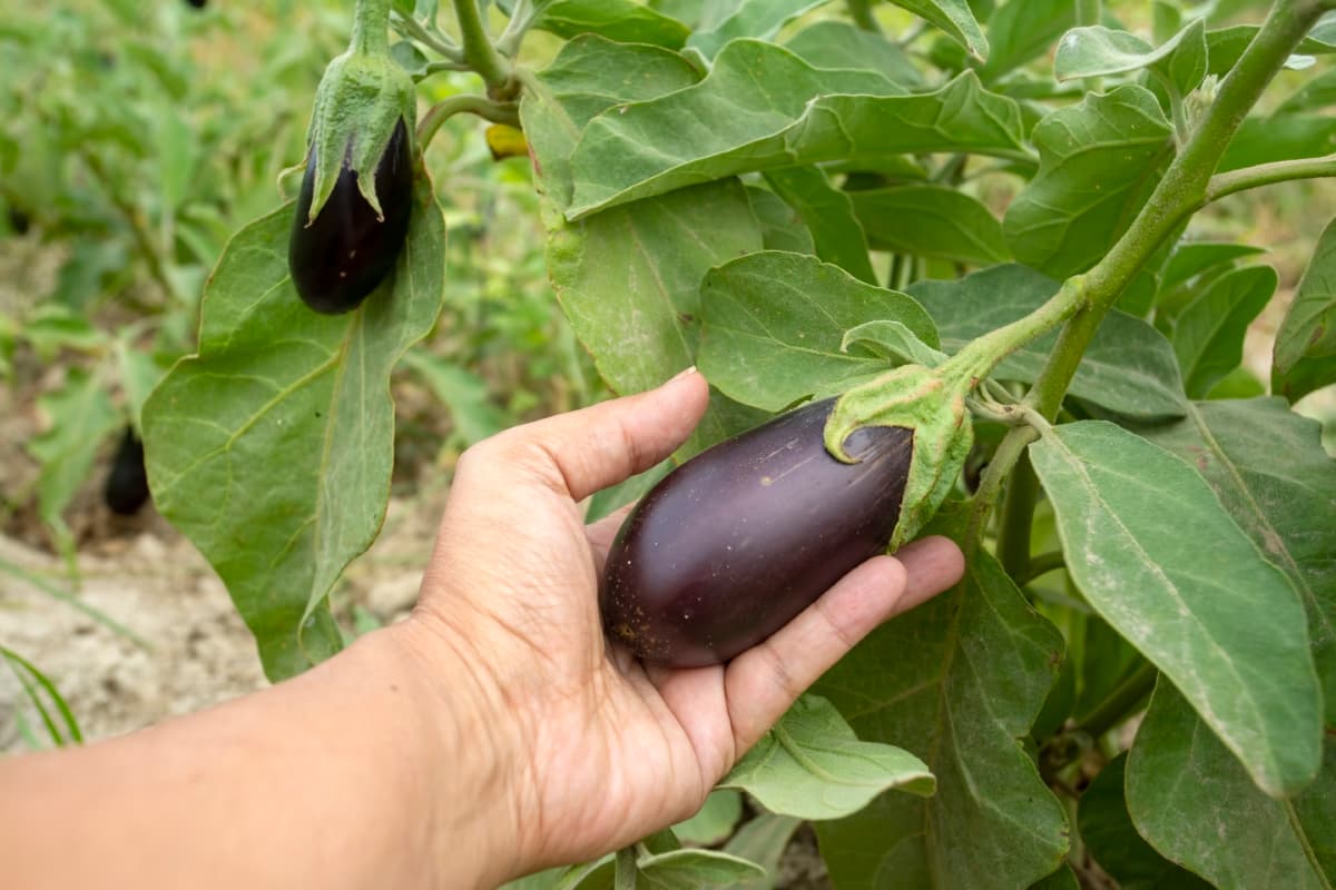 Eggplant Field