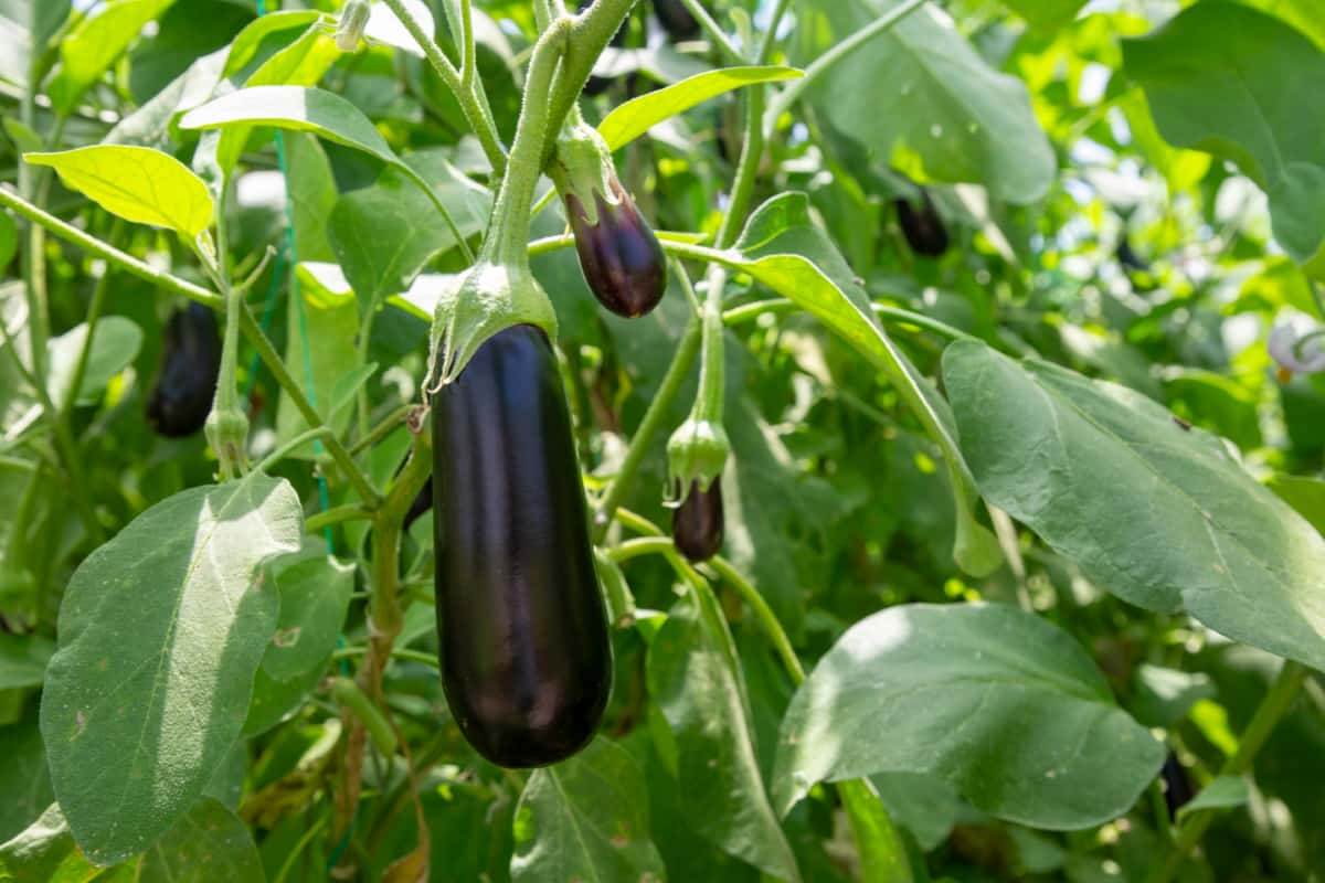 Greenhouse Eggplant Field