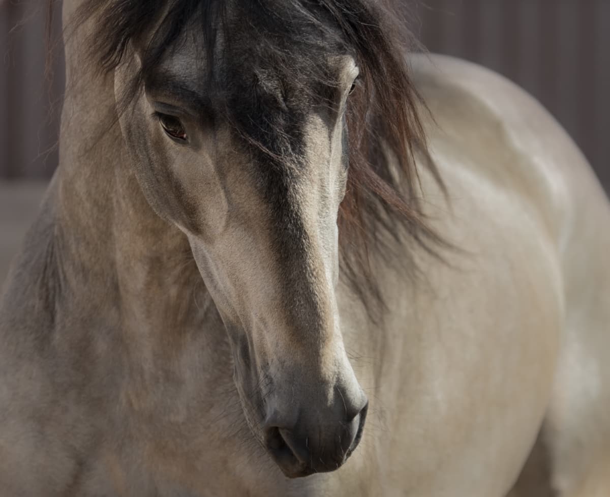 Portrait of Buckskin Horse