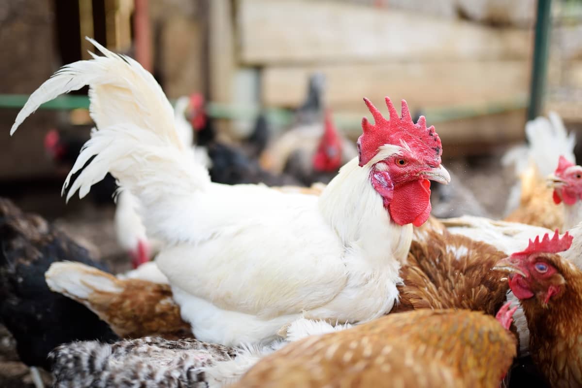 Calcium Deficiency in Chickens
