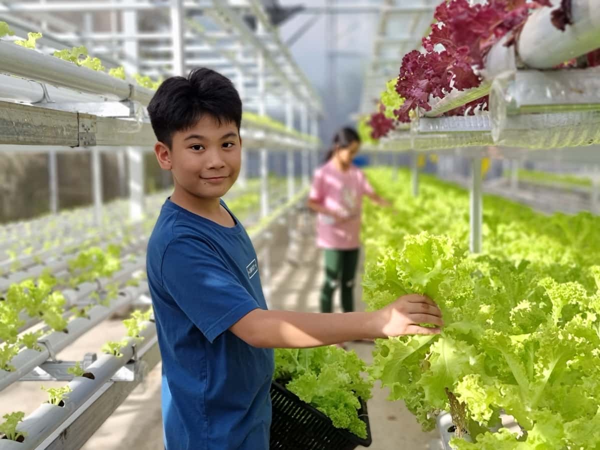 Hydroponics Vegetable Greenhouse