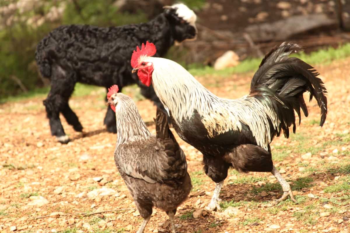 Free Range Chickens and Roosters