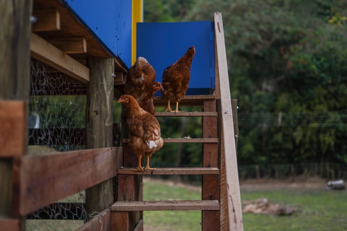 Chickens in Farm