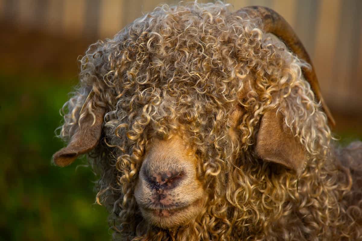 Devon Longwool Sheep