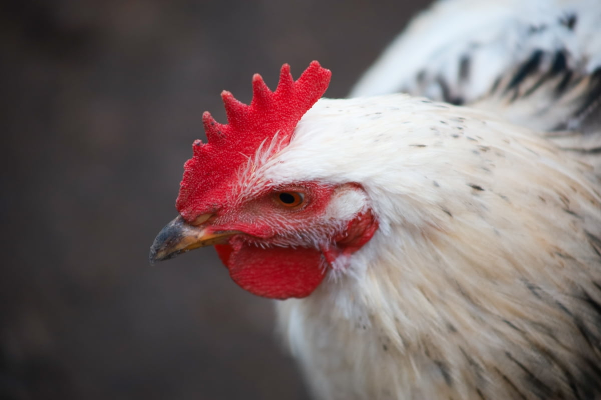 White Chicken with A Red Crest