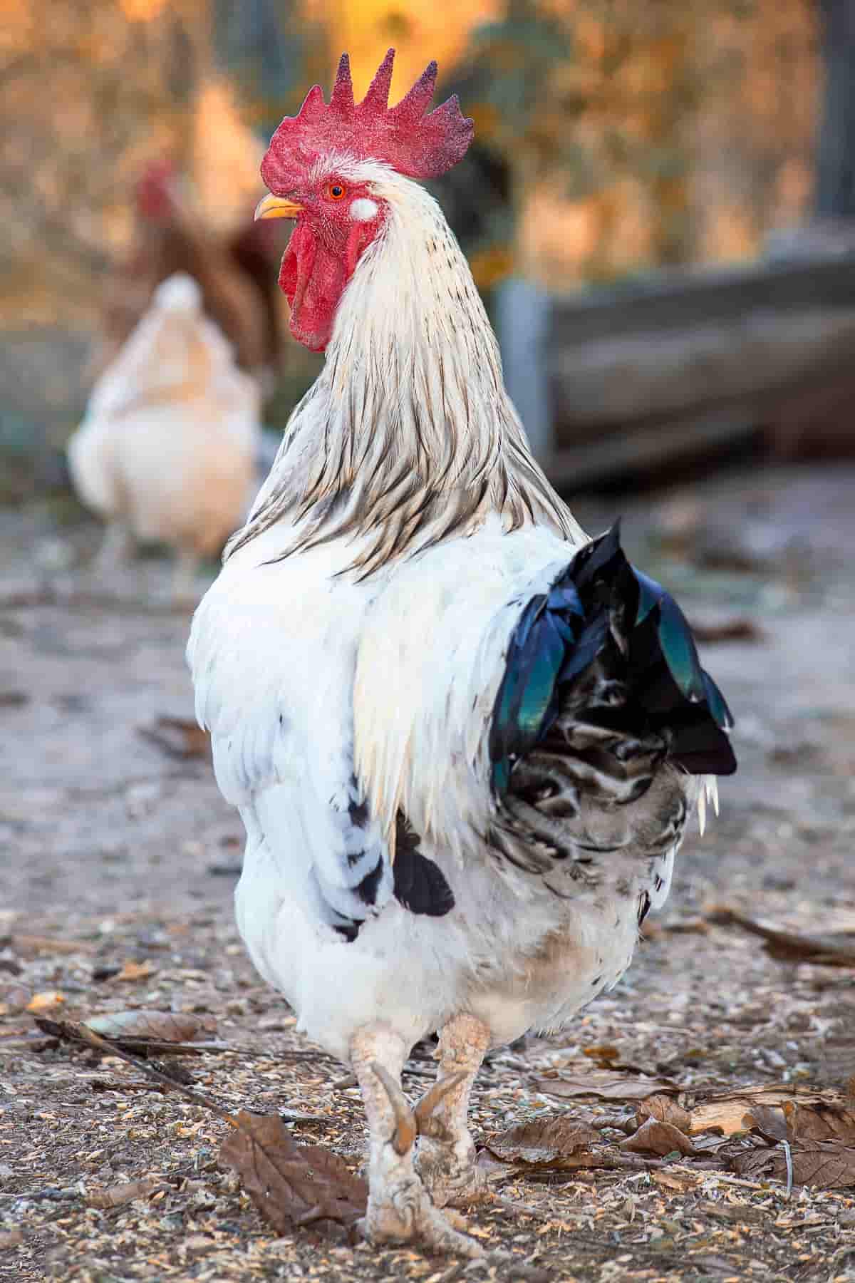 Ermellinata di Rovigo Chicken
