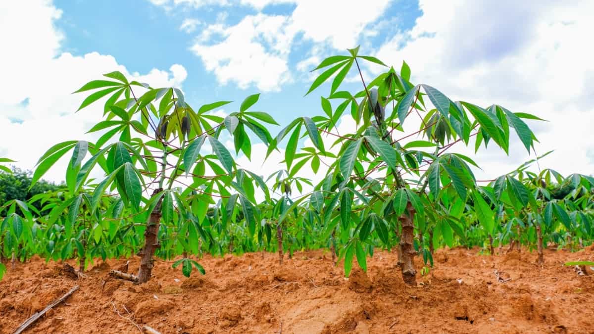 Plantation of Cassava
