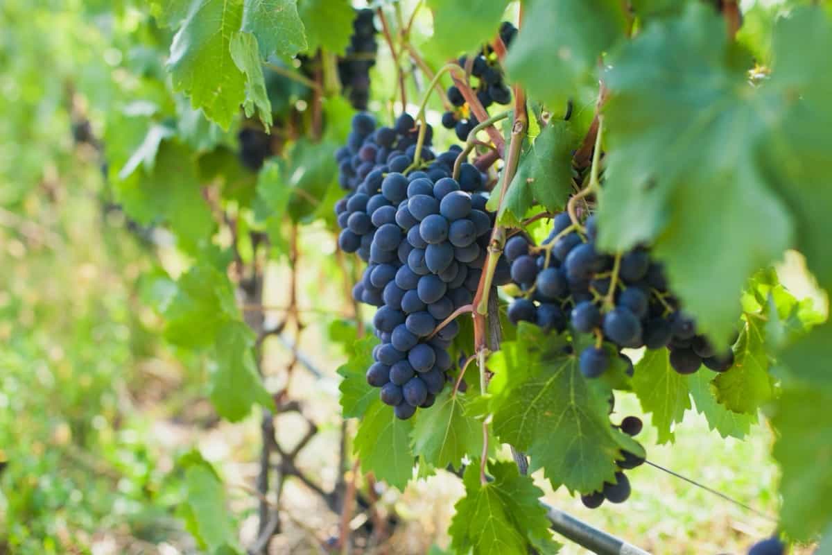 Growing Black Muscat Grapes