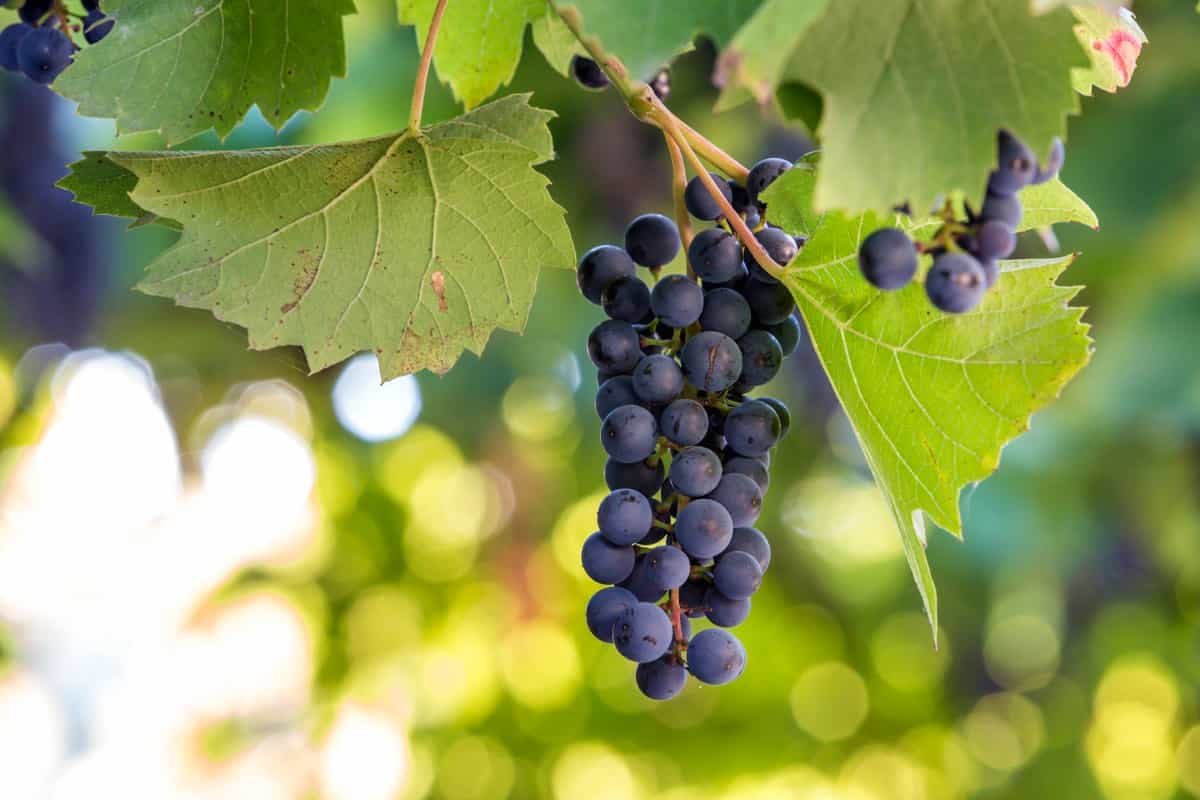 Dark blue ripening grape cluster 