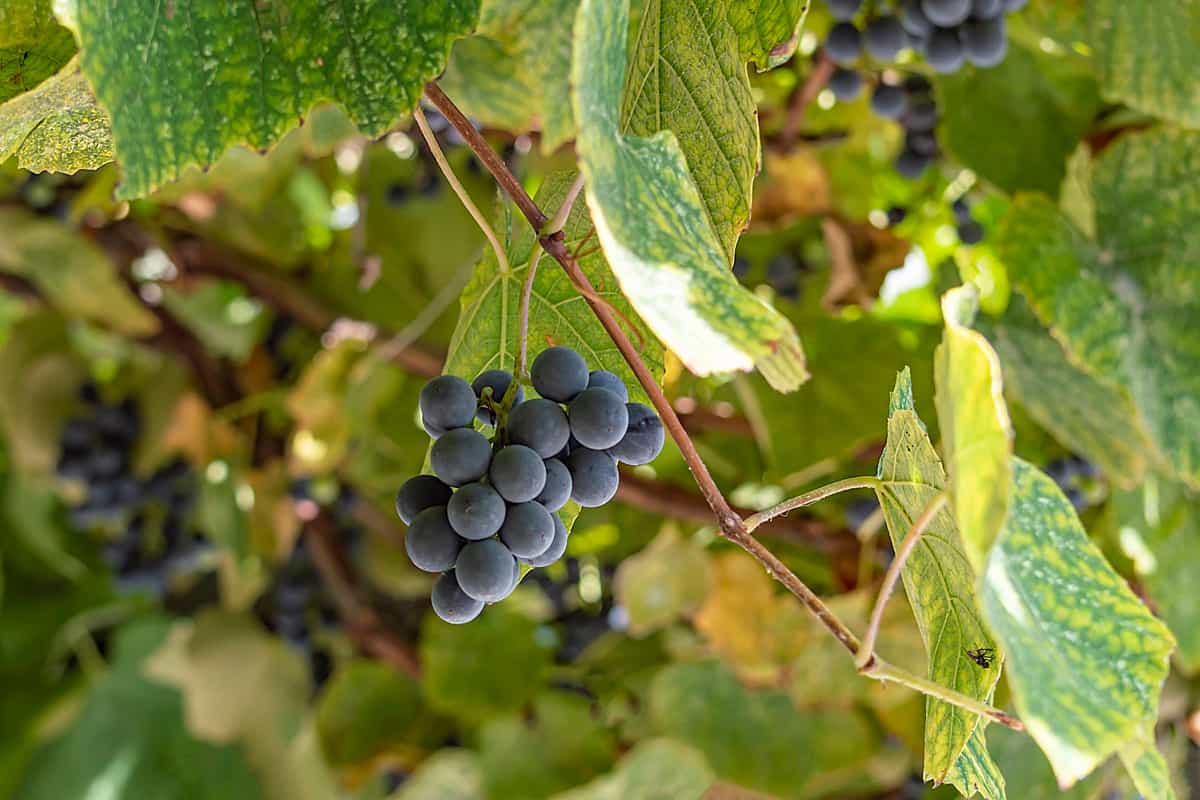 Ripe clusters of sweet red grape