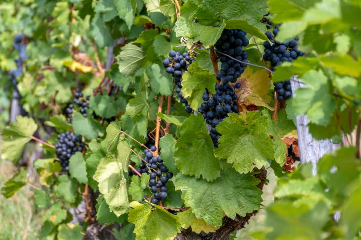 Grapes Growing in Vineyard 