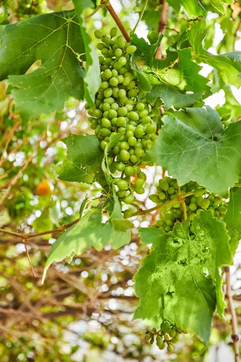 fresh green unripe grapes on a branch