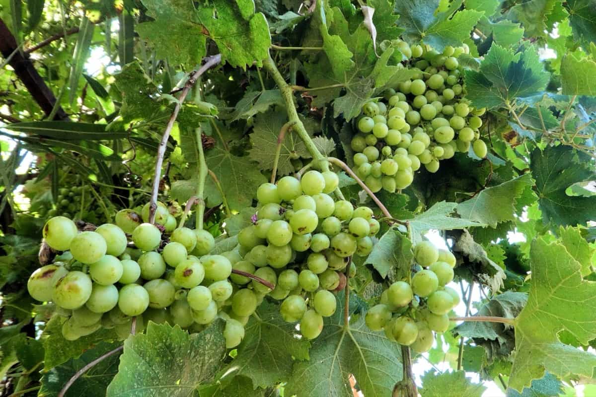 Green grapes growing on vine outdoors in vineyard