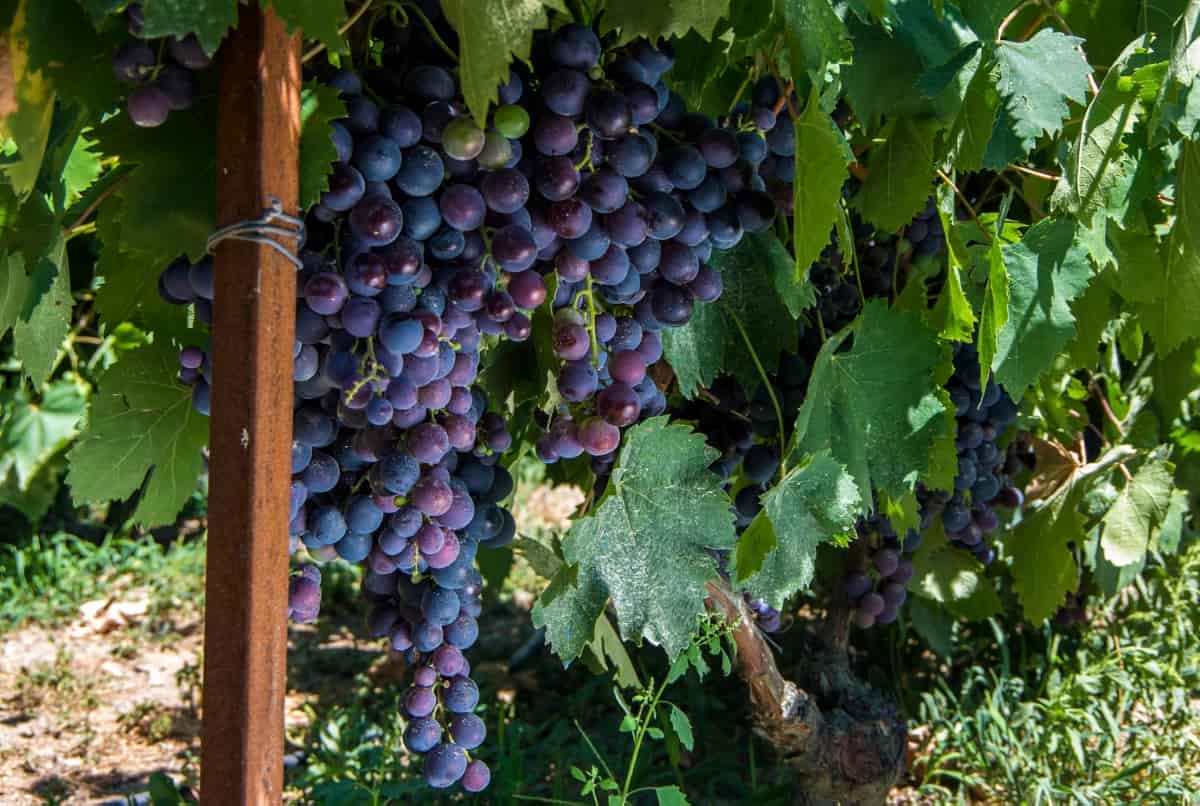 Growing Thomcord Grapes
