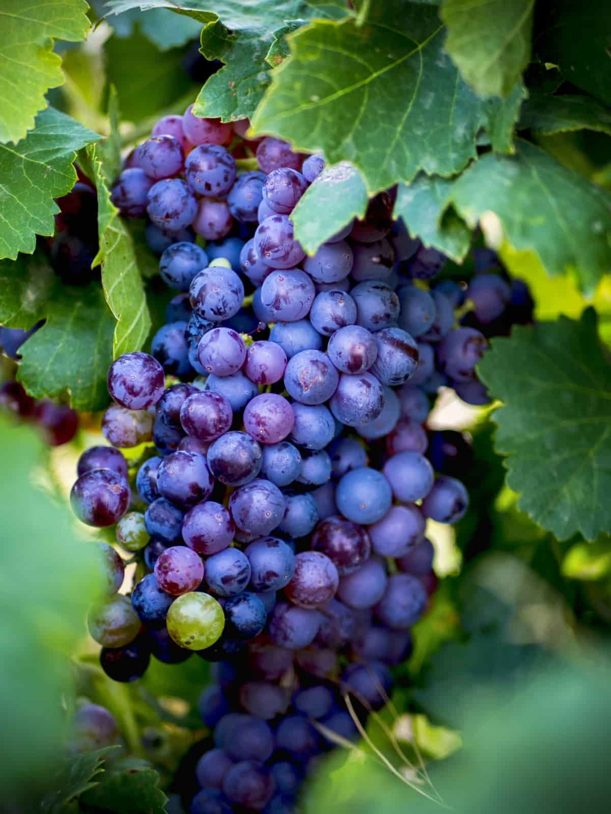 Fresh Purple Grapes on A Vine