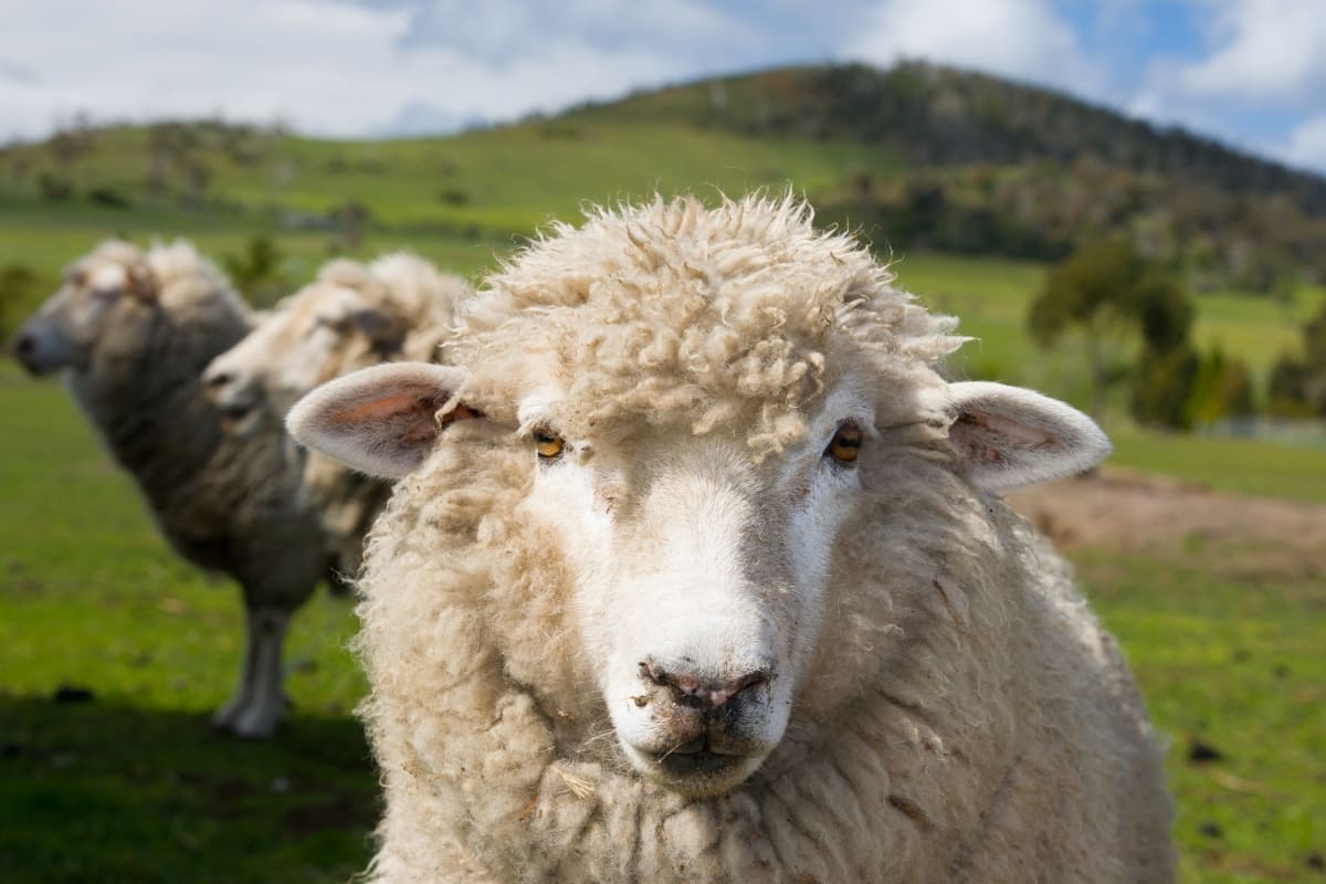 Guide to Raising Poll Dorset Sheep
