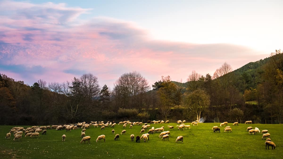 Herd of Sheep Grazing
