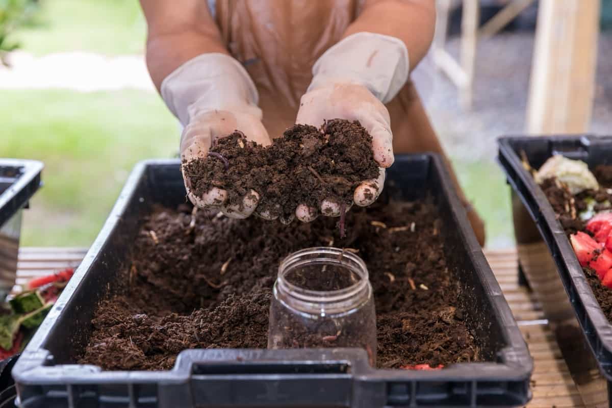 Earthworms for organic fertilizer farming