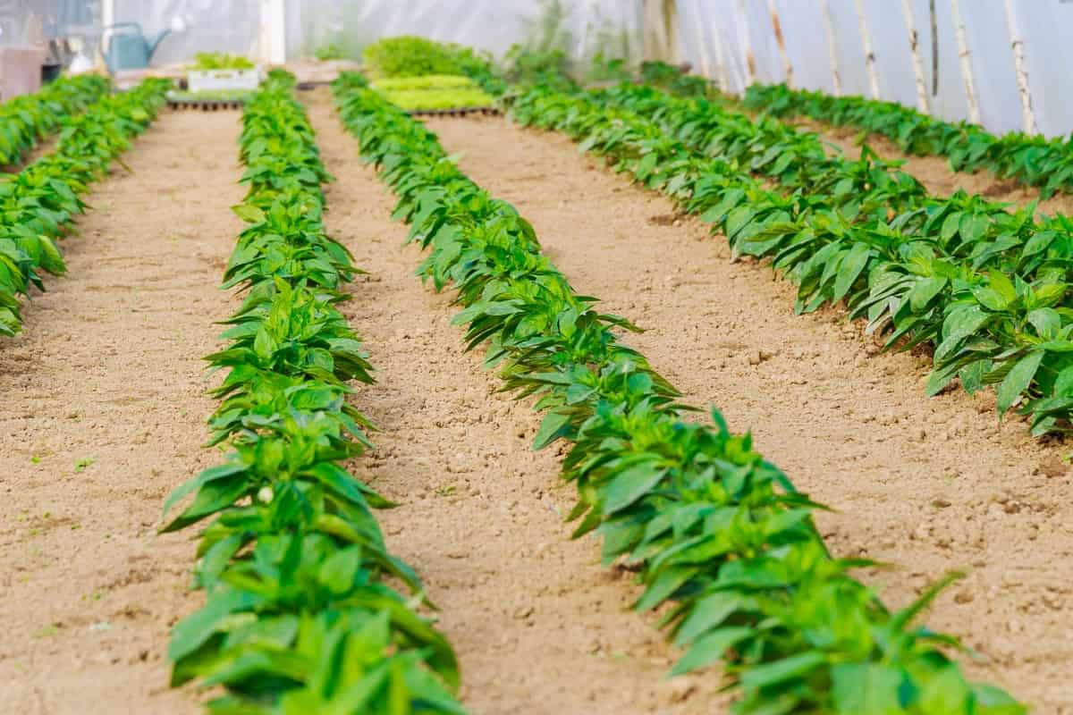 Rows of Bell Pepper Seedlings in A Greenhouse