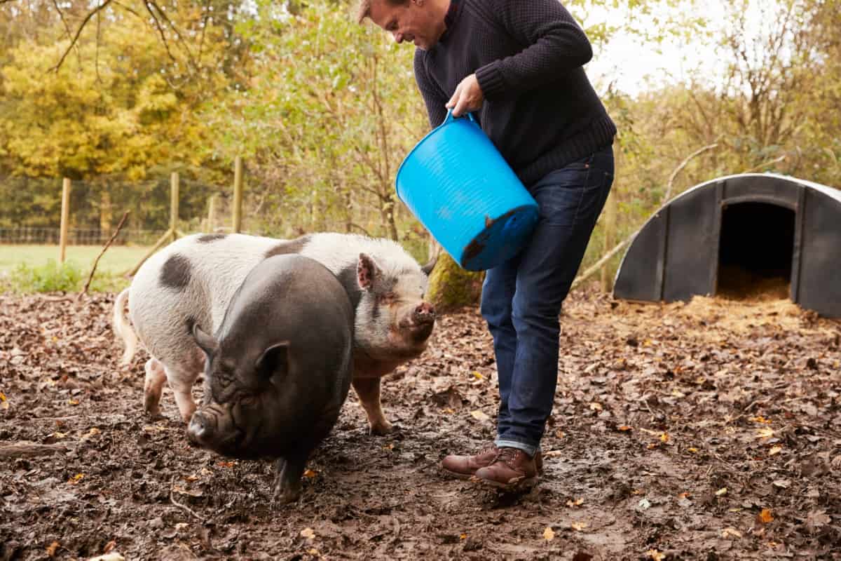 Feeding Rare Breed Pigs 