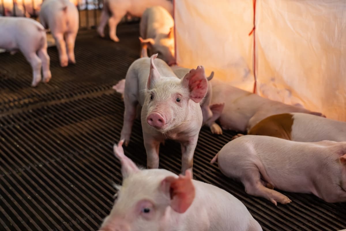 Young Pigs in Hog Farm