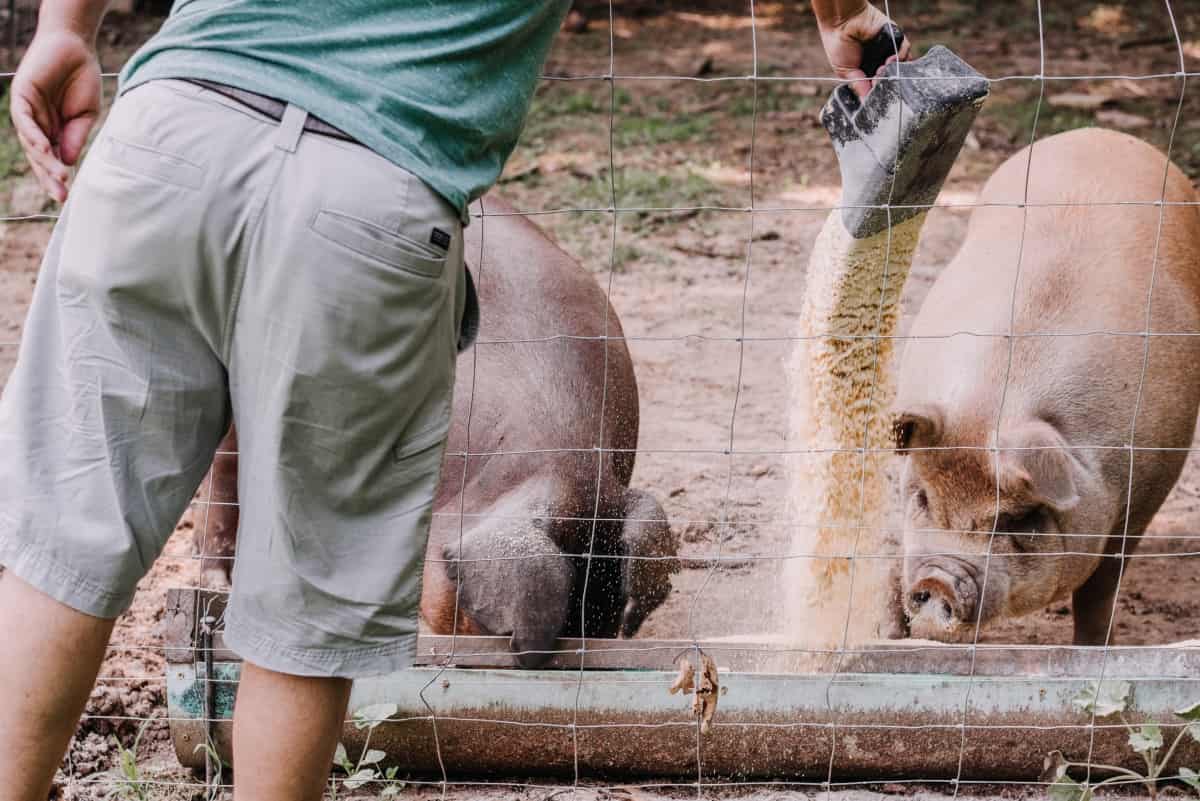 Feeding Pigs