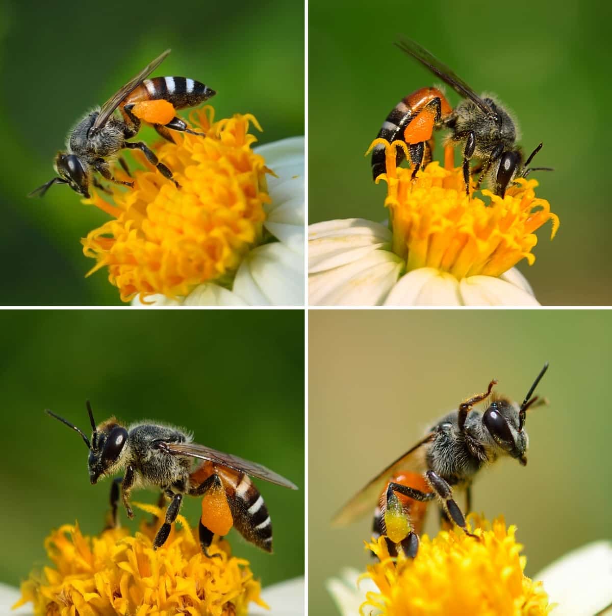 Honey Bee Species in India