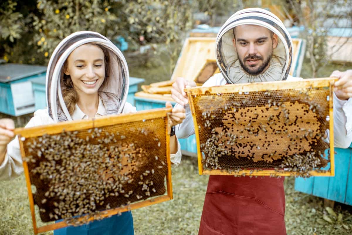 Beekeepers with Honeycombs on The Apiary
